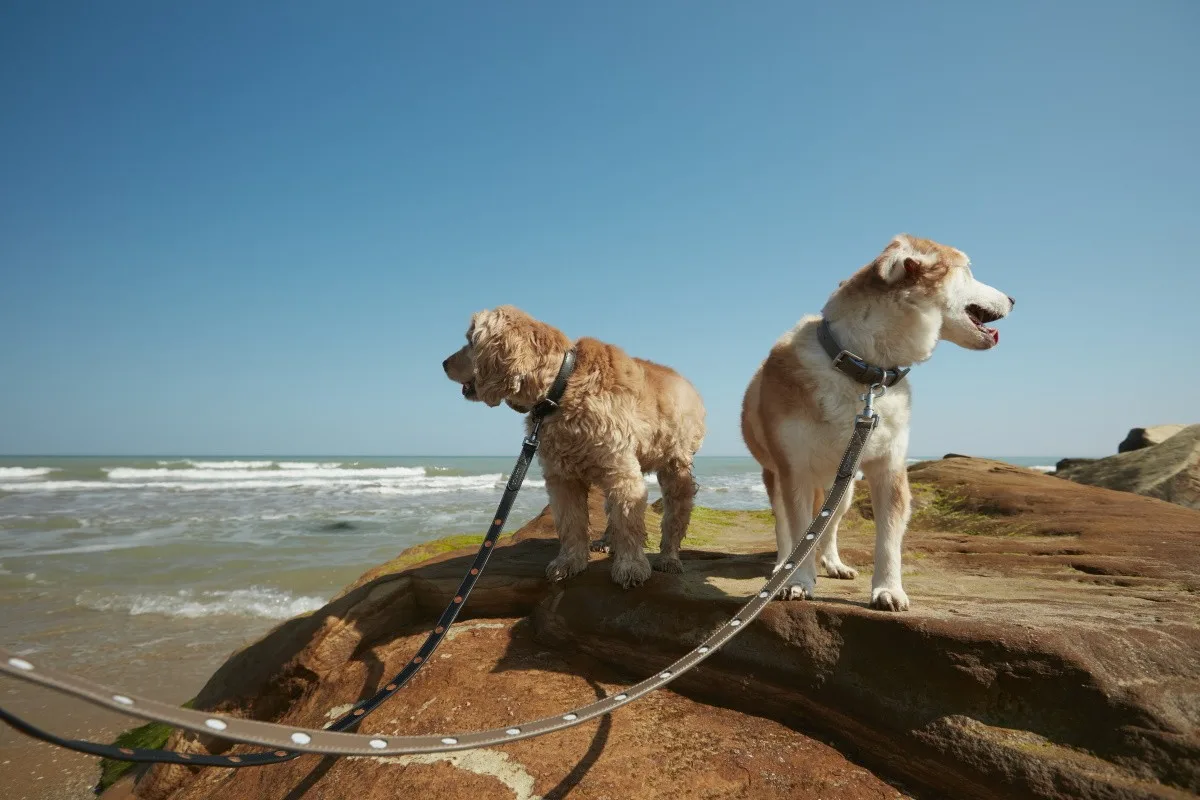 Urban-Leash-Choc-LB10